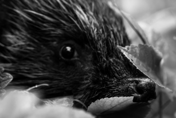 Мокрый любопытный нос