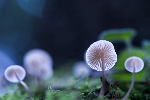 Белые шляпки