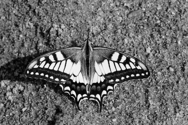 Тонкой кистью