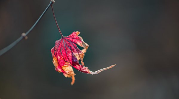 Plants and mushrooms