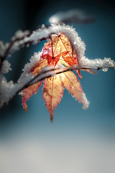 Plants and mushrooms