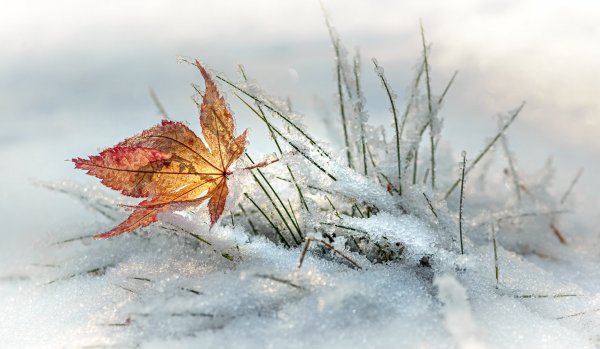 Plants and mushrooms