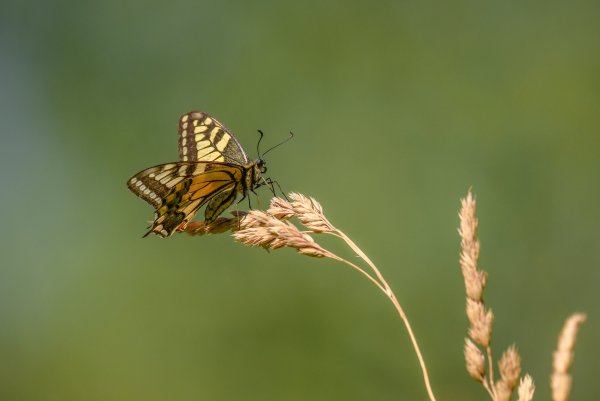 Тяжёленькая