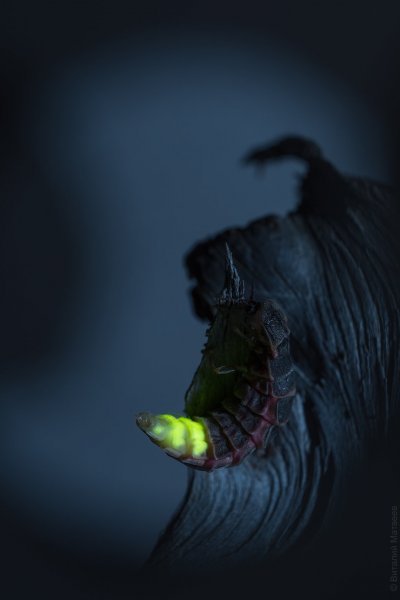 Обыкновенное чудо