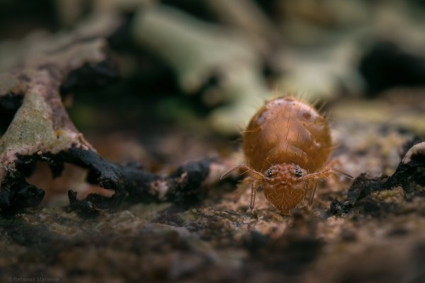 Черноглазка