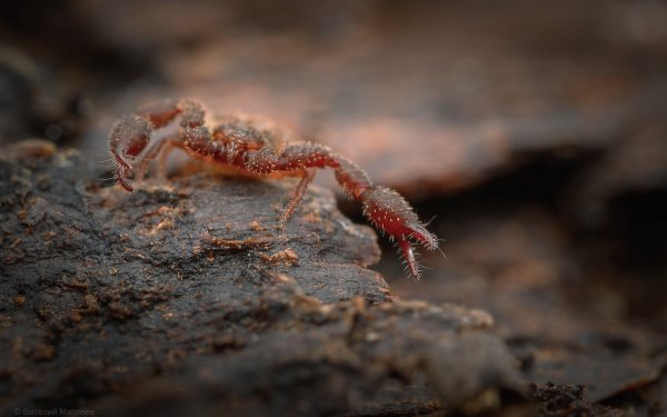 Ложноскорпион