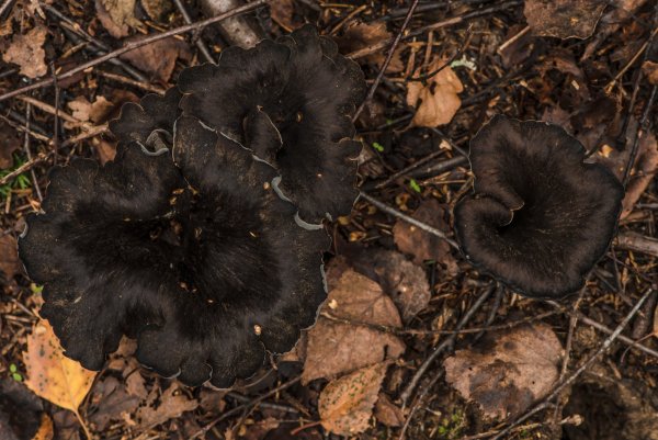 Неаппетитный деликатес