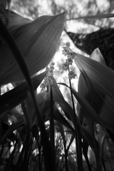 Макро мир буквально