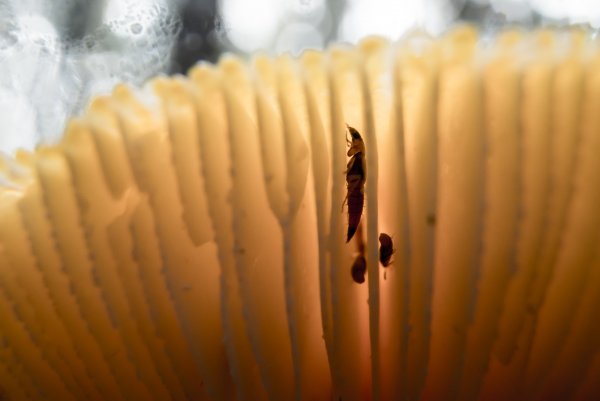 Грибные жители