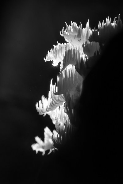 Причудливые придонные жители