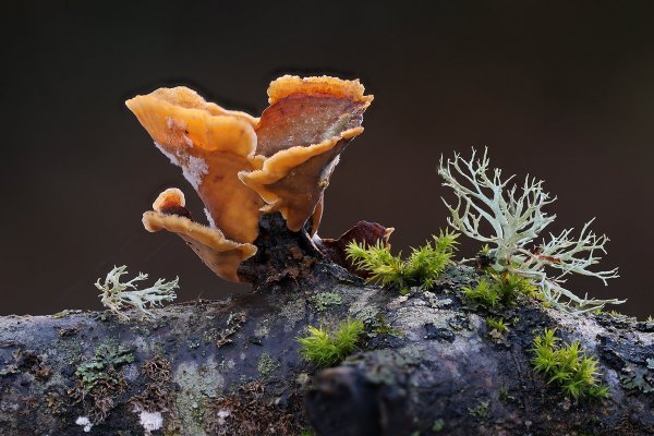 IMG_0077 стереум жёстковолосистый stereum hirsutum