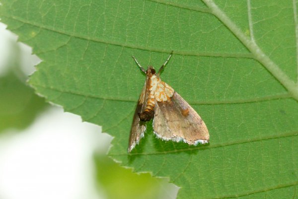Огнёвка Грабовая, Agrotera nemoralis.
