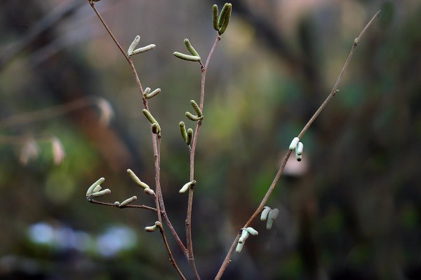 IMG_0181 Фундук, он-же лещина, он-же орешник и он-же "Орешник"