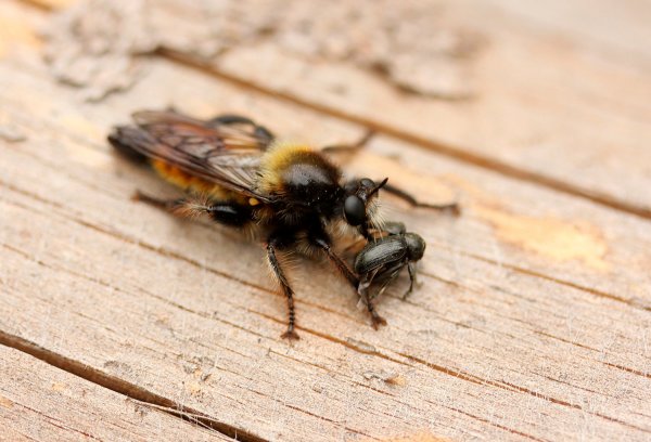 Ктырь Жёлтый, Laphria flava, и Падучка черная