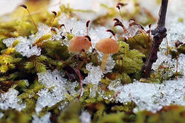 IMG_0505 Галерина моховая