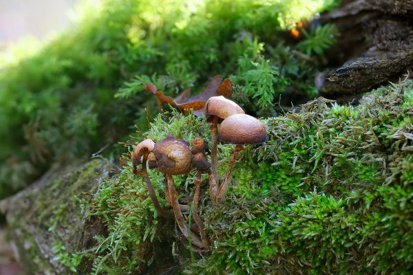 IMG_0666 Вот и Осень прошла!