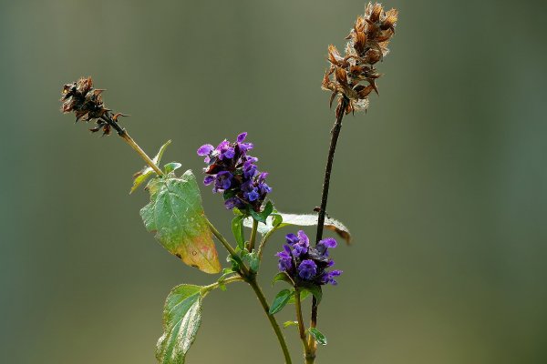 IMG_0777 Зимние цветы. Оптимисты однако!