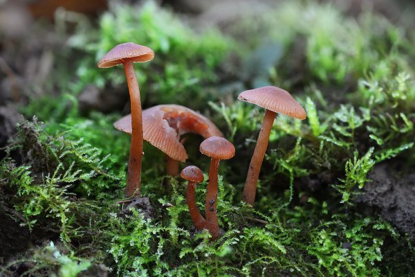 IMG_0860 Лаковица обыкновенная