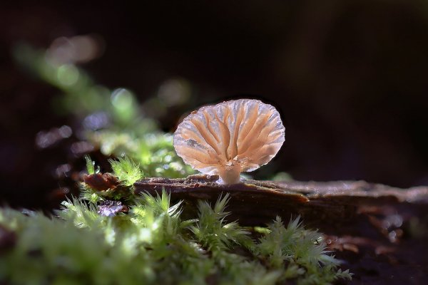 IMG_0900 Деконика Филлипса (Deconica philipsii)