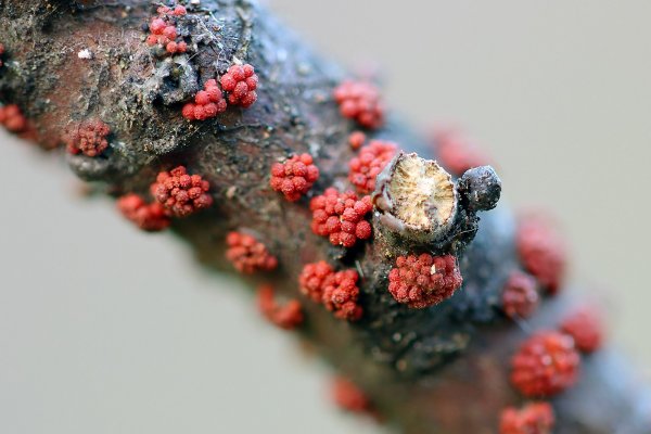 IMG_0990 Нектрия киноварно-красная (Nectria cinnabarina) аскомицеты