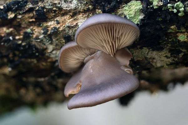 IMG_1212 Вешенка обыкновенная pleurotus ostreatus
