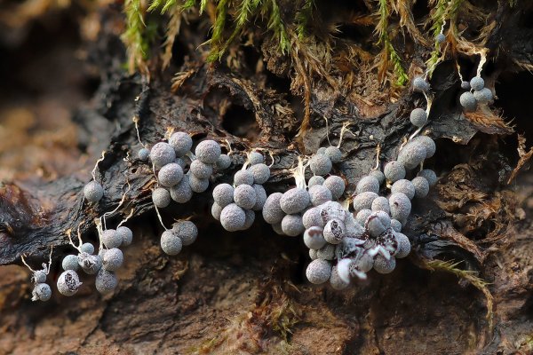 IMG_1313 Для коллекции с "развесистой клюквой" Екатерины Наши местные зимние Миксы. Распустились буйным цветом на моем любимом дубу после двух суток обильного осеннего дождяого