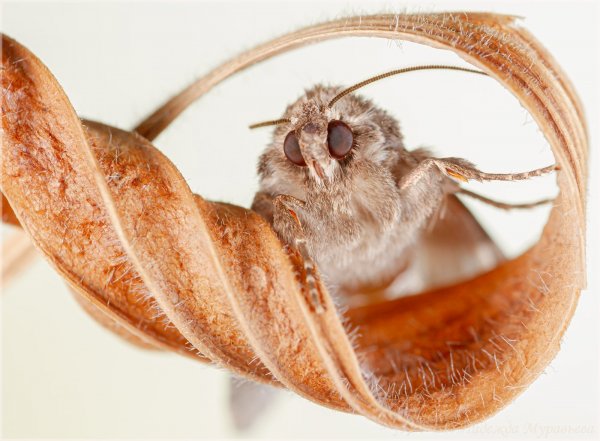 Загогулина