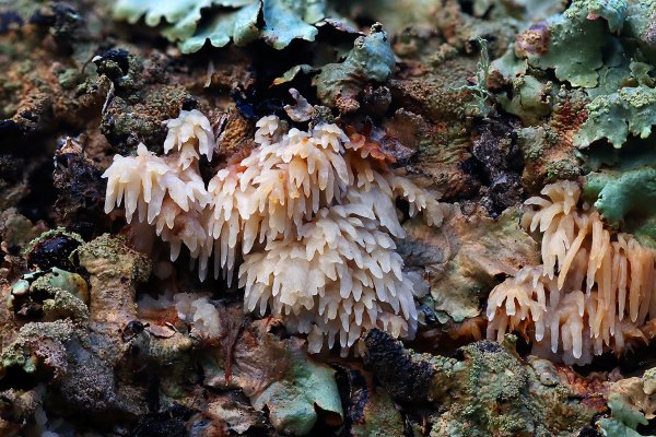 Plants and mushrooms