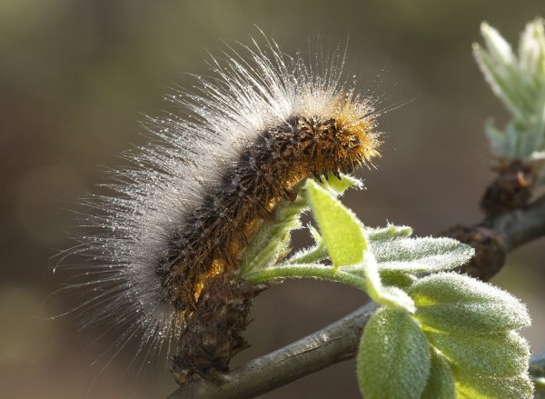 Сверхновая