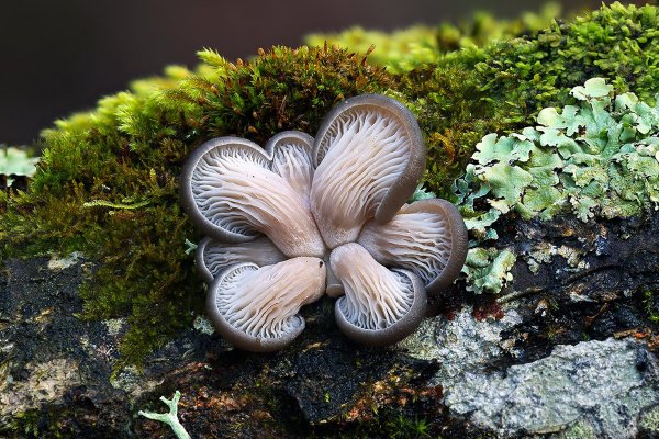 IMG_1666 Юнный семиглавый Дракончик уютно устроился на боку старого замшелого бревна