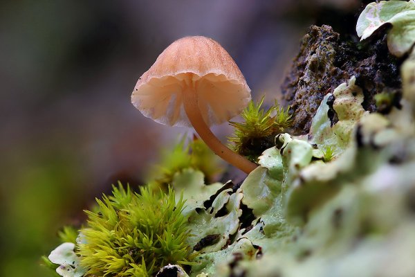 IMG_1991 Мицена мелиевая (mycena meliigena)