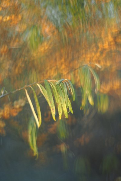 Plants and mushrooms