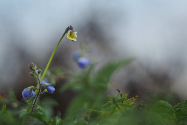 Последняя фиалка