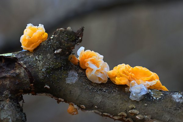 IMG_2121 Дрожалка оранжевая