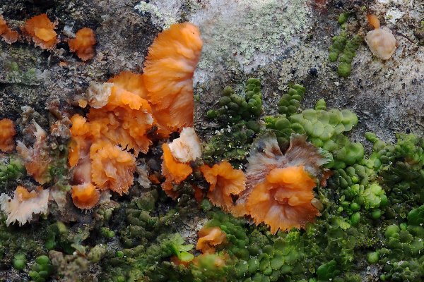 IMG_2131 Флебия радиальная красная - Phlebia radiata