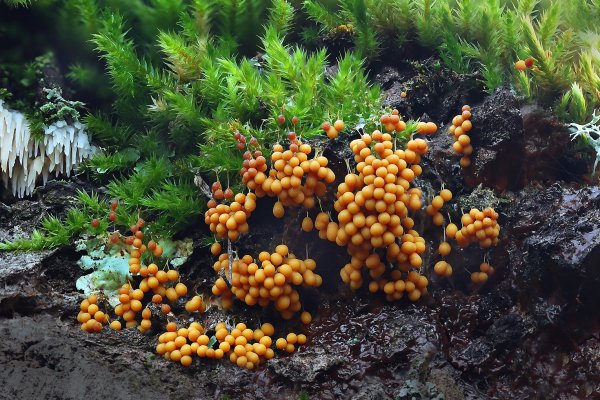 Plants and mushrooms