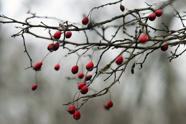 IMG_2255 Хмурый туманный прохладный день