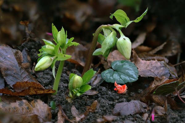 IMG_2323 Морозник выпустил бутоны.