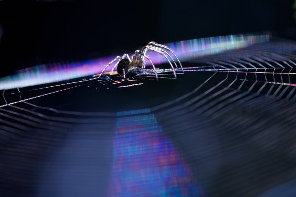 Ловец световых снов