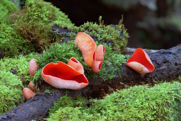 IMG_2525 Саркосцифа австрийская