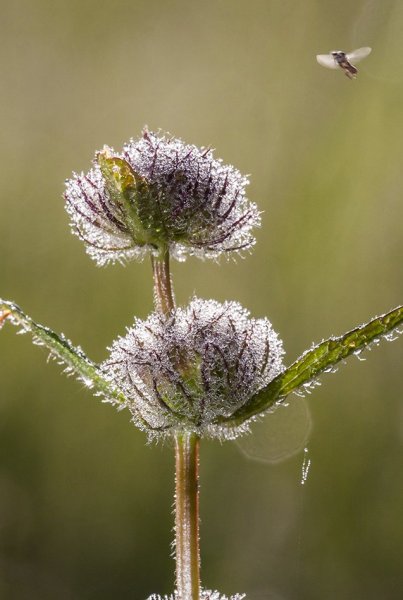 Кого бы укусить?!