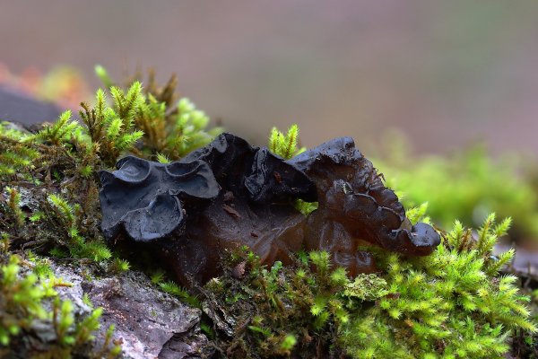 IMG_2606 Эксидия железистая Exidia glandulosa