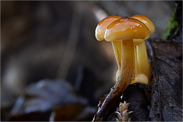 Plants and mushrooms