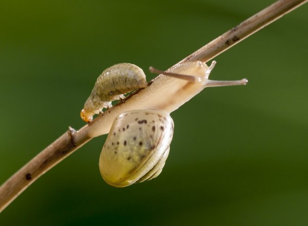 Как в море корабли