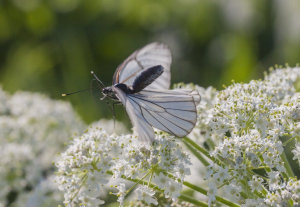 Внезапный старт