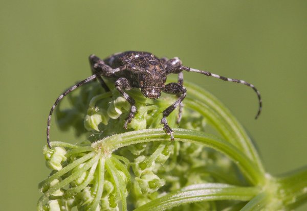 Не будите во мне зверя...