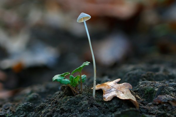 IMG_3013 Mycena cyanorrhiza (мицена синеногая)