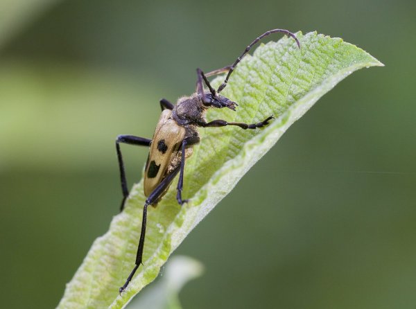 Ну что ты ходишь за мной, фотограф!