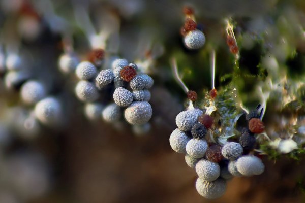 IMG_3202  Миксомицет Badhamia urticularis.