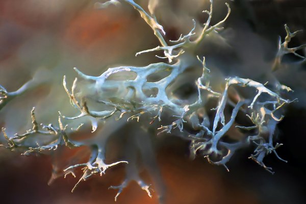 IMG_3535 Не бойся - это Я, твой страшный ночной кршмар!